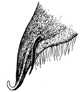 speciesimage