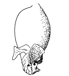 speciesimage