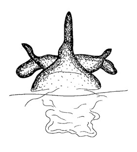 speciesimage