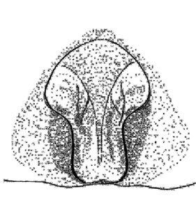 speciesimage