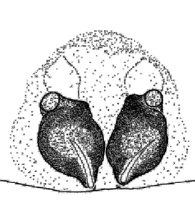speciesimage