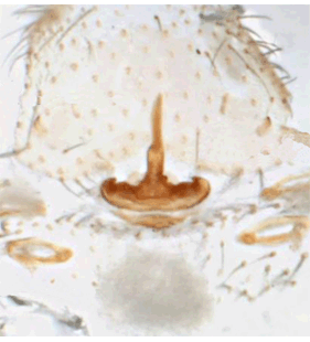 speciesimage