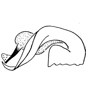 speciesimage