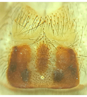 speciesimage