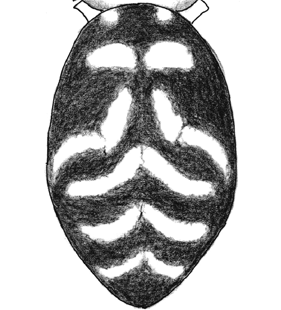 speciesimage