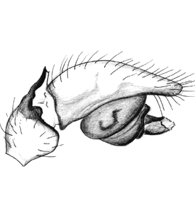 speciesimage