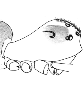 speciesimage