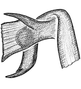 speciesimage
