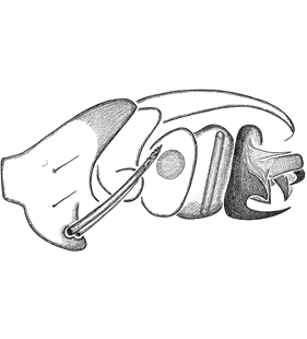 speciesimage
