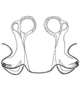 speciesimage