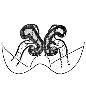 speciesimage