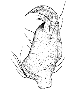 speciesimage