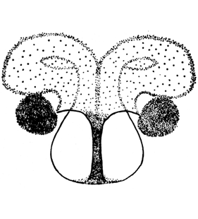 speciesimage