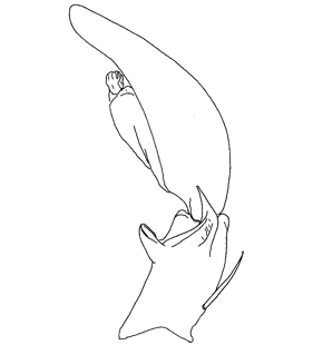 speciesimage