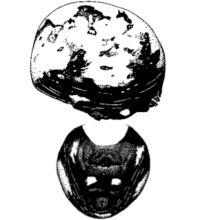 speciesimage