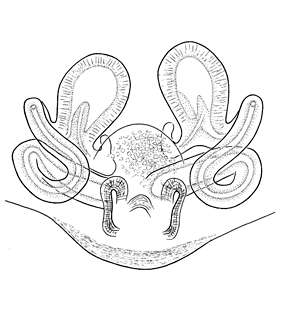 speciesimage