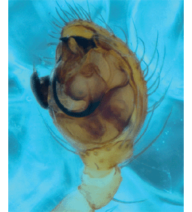 speciesimage