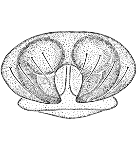 speciesimage