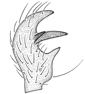 speciesimage