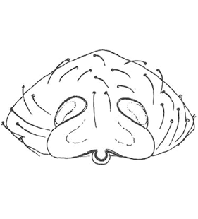 speciesimage