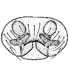 speciesimage