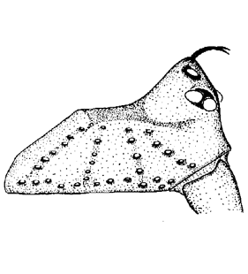 speciesimage