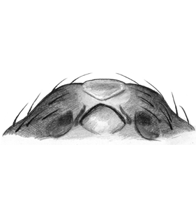 species
