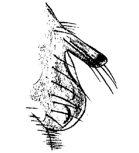 speciesimage