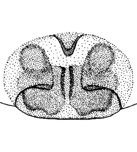 speciesimage