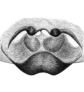 speciesimage