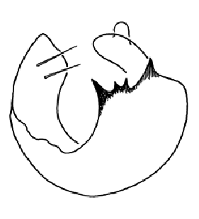speciesimage