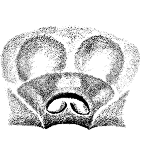 speciesimage