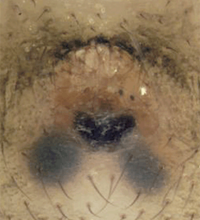 speciesimage