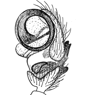 speciesimage