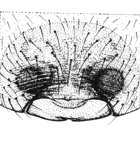speciesimage