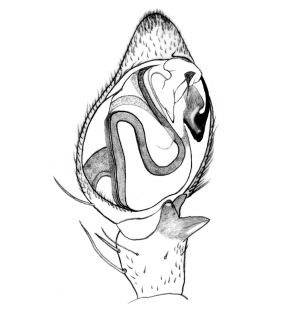 speciesimage