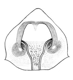 speciesimage