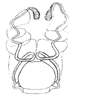 speciesimage
