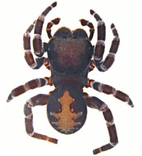 speciesimage