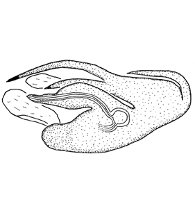 speciesimage