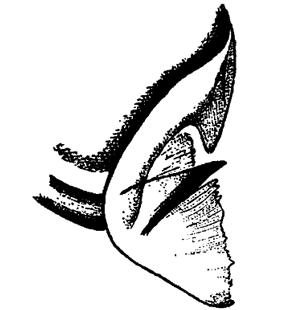speciesimage
