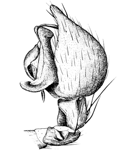 speciesimage