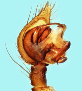 speciesimage