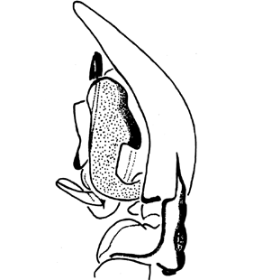 speciesimage