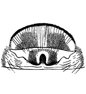 speciesimage