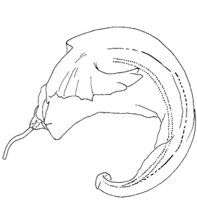 speciesimage