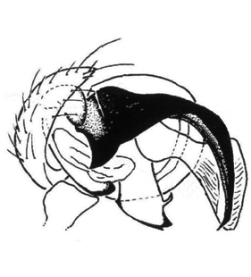 speciesimage