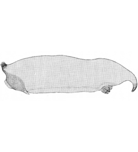 speciesimage