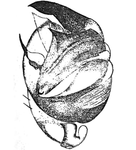 speciesimage
