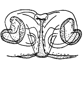 speciesimage